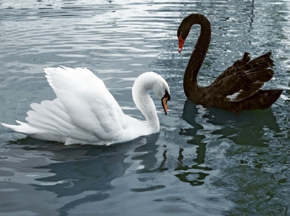 Ein schwarzer Schwan und ein weißer Schwan auf dem Wasser